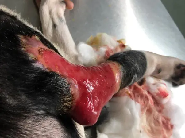 I Found This Stray Dog Crying In The Road With Severe Leg Injury