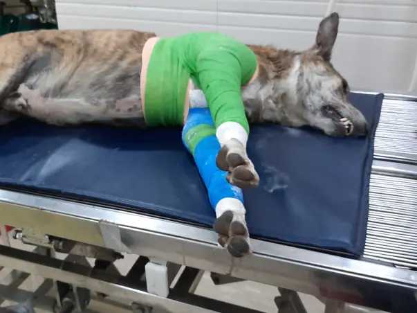 Help RAJA the stray fighting for his justice after miraculous recovery