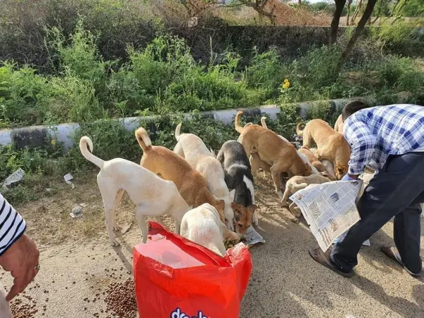 Help Street Animals During Coronavirus Lockdown