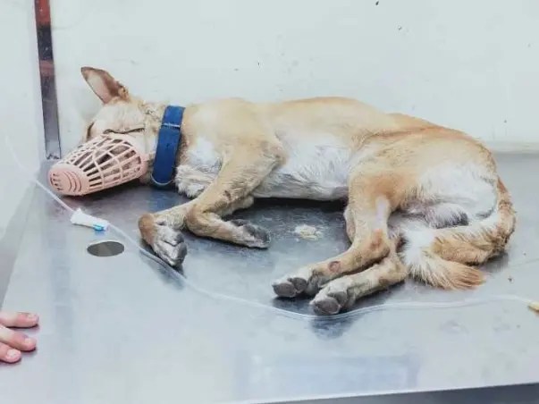 HELP SEVER TICK FEVER SUFFERER MALE STRAY DOG