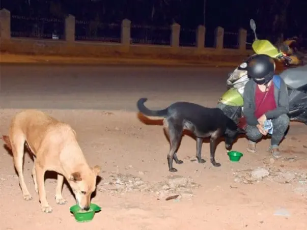 Covid-19 ! Emergency Funds for Stray Animals