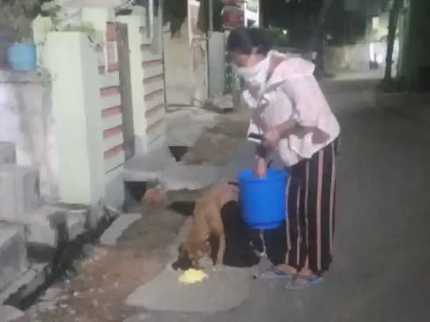 Support Me To Feed Animals During This Lockdown