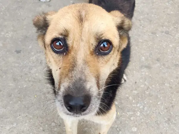 SPONSOR A 24x7 ANIMAL AMBULANCE