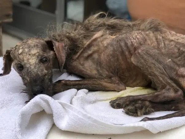 Help me get an Ambulance and XRay Machine for Stray Dogs!
