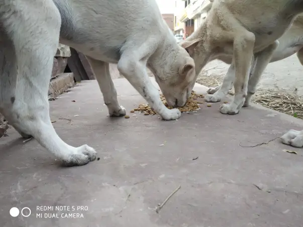 Help Me For Rescuing The Animals
