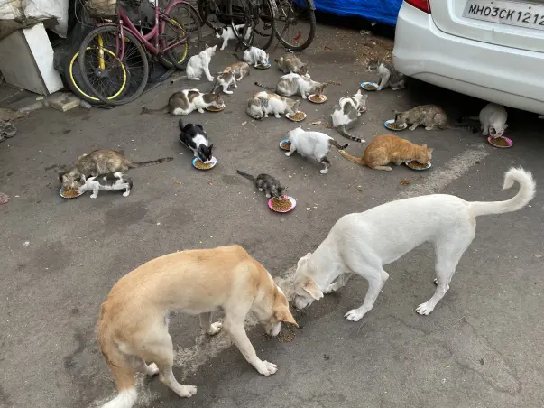 Support Us To Help These Furry Friends