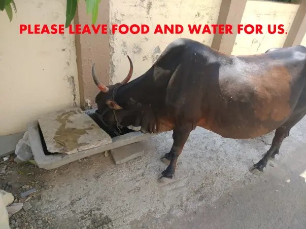 Your Help Can Feed The 100+ Street Animals in Lockdown