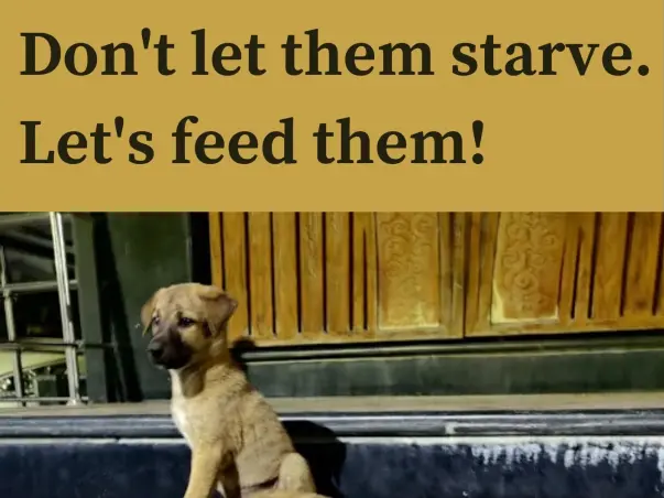 Help Anuj in serving stray animal