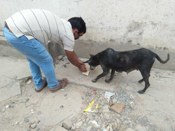 Save Voiceless Animals From Starvation