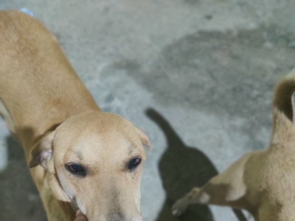 Vaccination of 100 dogs: 7in 1 and ARV +booster costs - 844 INR/ 11USD