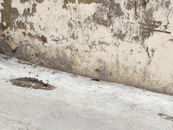 Vaccination of 100 dogs: 7in 1 and ARV +booster costs - 844 INR/ 11USD