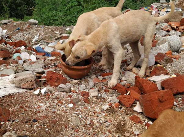 Vaccination of 100 dogs: 7in 1 and ARV +booster costs - 844 INR/ 11USD