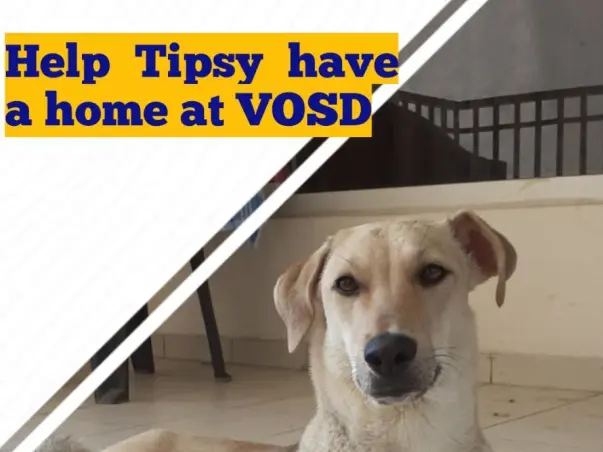 Help Tipsy Get home to VOSD