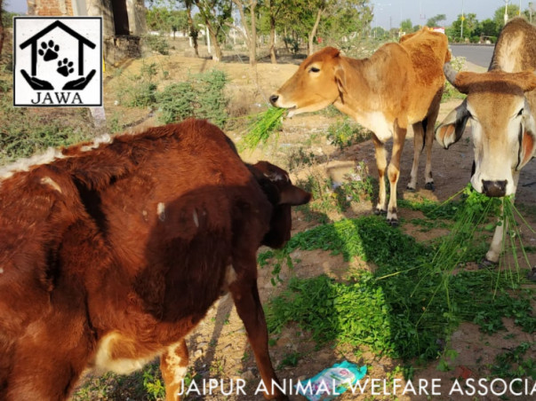 Please help us feed starving animals due to the lock down.