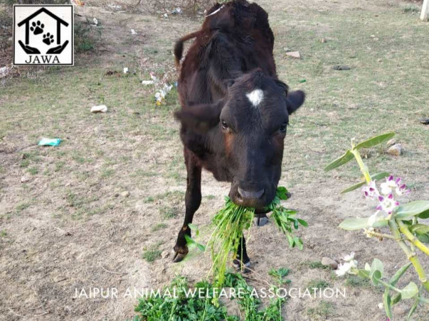 Please help us feed starving animals due to the lock down.