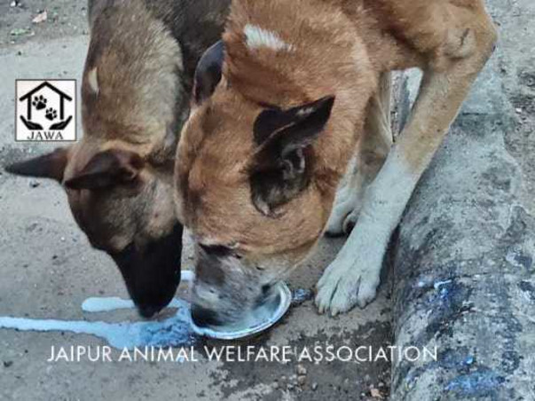 Please help us feed starving animals due to the lock down.