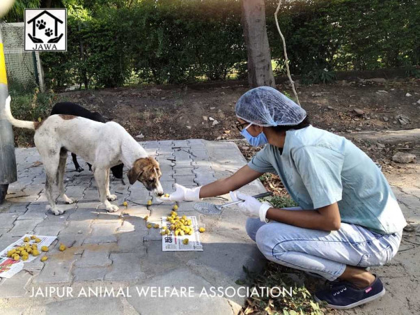 Please help us feed starving animals due to the lock down.