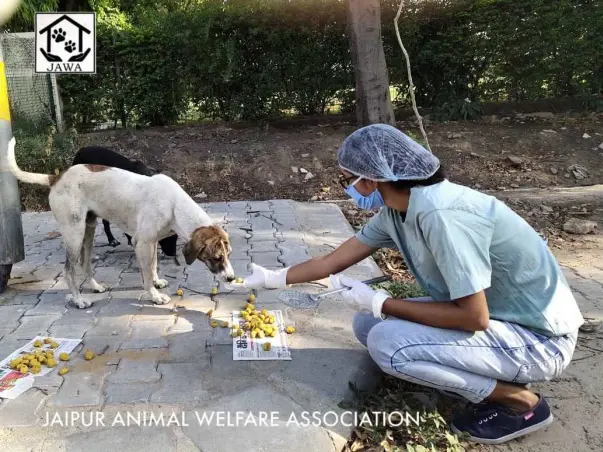 Please help us feed starving animals due to the lock down.