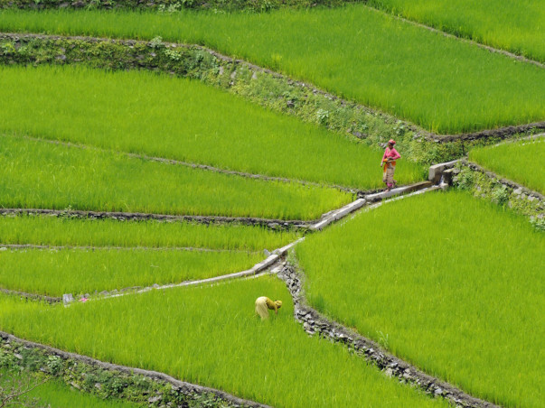 Adopt A Marginalised Farmer In Himalaya - Uttarakhand