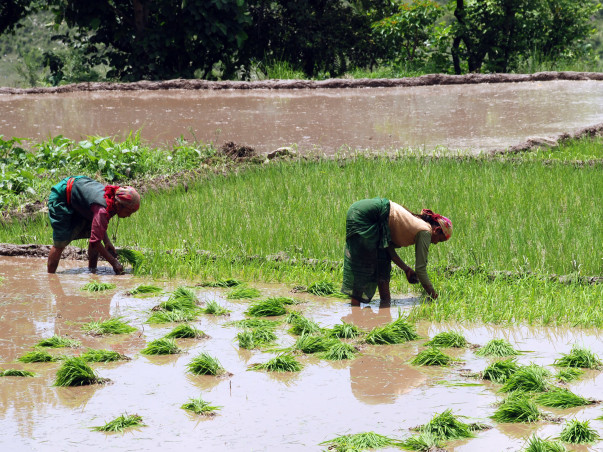 Adopt A Marginalised Farmer In Himalaya - Uttarakhand