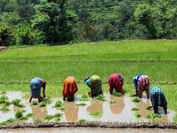 Adopt A Marginalised Farmer In Himalaya - Uttarakhand