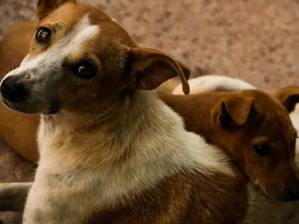 Help us feed stray dogs in Bareilly in #Covid19 lockdown & heatwave!