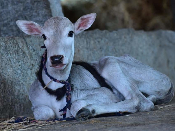 Adopt a Cow at Dhatri Godham