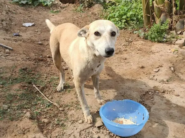 Support Us to Help The Voiceless
