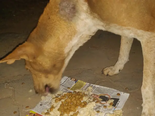 Help Strays