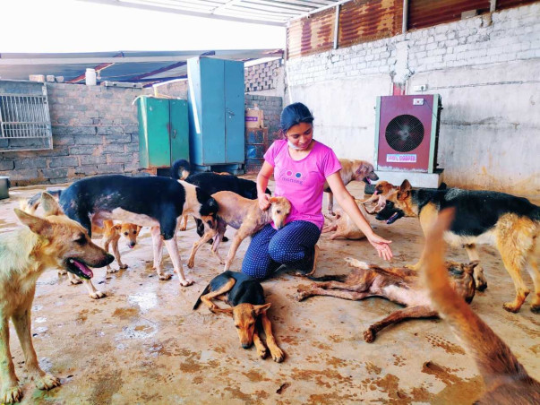 Stray & disabled animals are being helped by us everyday in lockdown