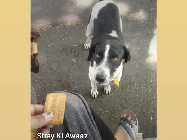 Be Voice for Voiceless - Feeding, Rescue and Treatment