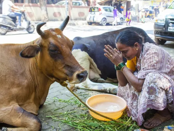 Help us rescue and care for hungry animals