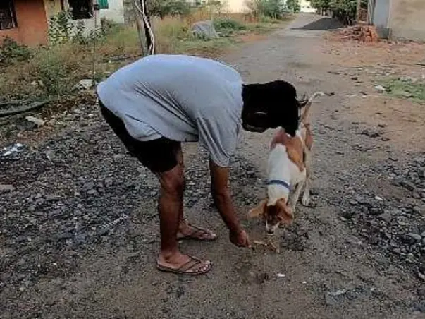 Help for feeding street dogs 🐕