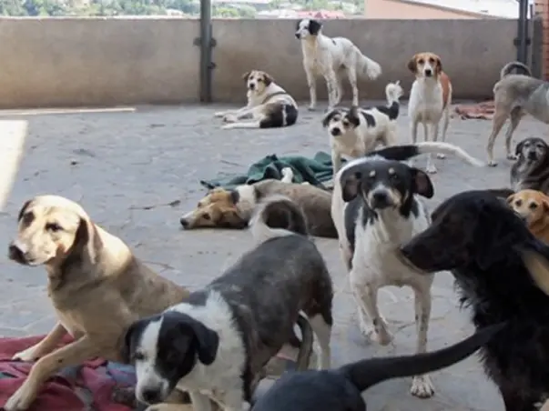 Giving shelter to dogs in need