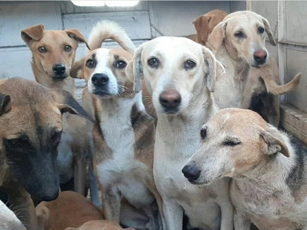 Help us feed & provide health care to stray animals.