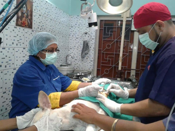 Help Us for Street Dog Sterilisation in Kalyani, Nadia, West Bengal