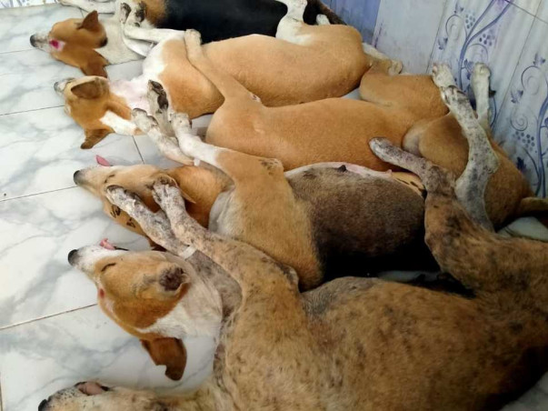 Help Us for Street Dog Sterilisation in Kalyani, Nadia, West Bengal
