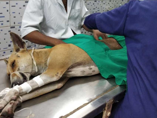 Help Us for Street Dog Sterilisation in Kalyani, Nadia, West Bengal