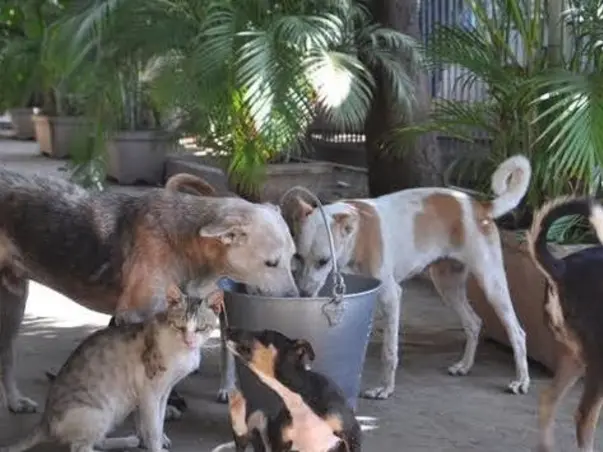 Only You Can Help Hungry Animals