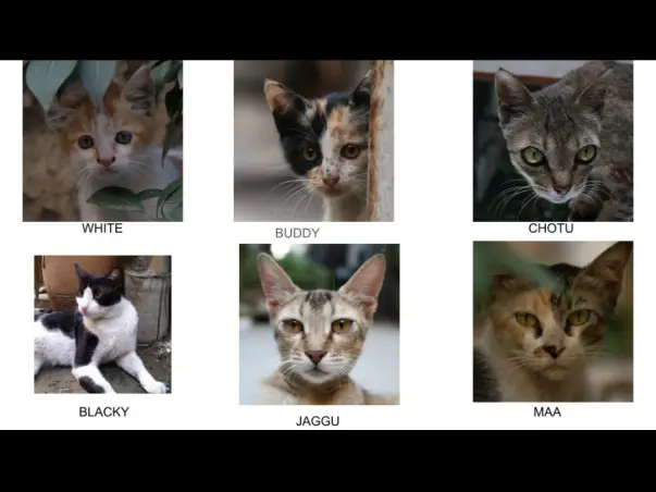 Help Neuter My Colony Street Cats
