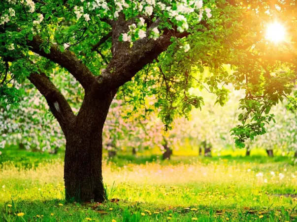 Help  Us  To Protect Trees of Ahmedabad