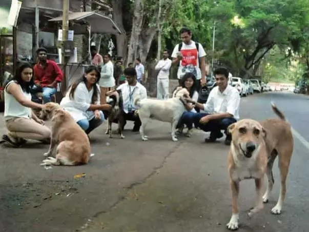 Help us to feed and treat street Cow and Dog.