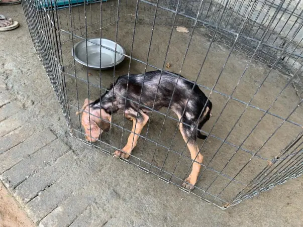 Need Help For Little Pup