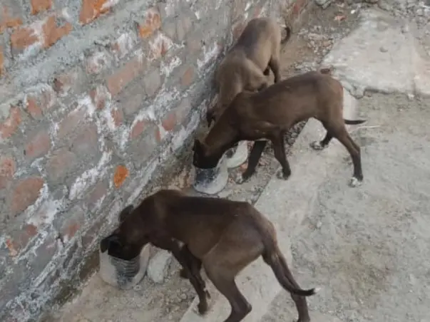 Feed Starving Dogs in Moti Nagar, Delhi