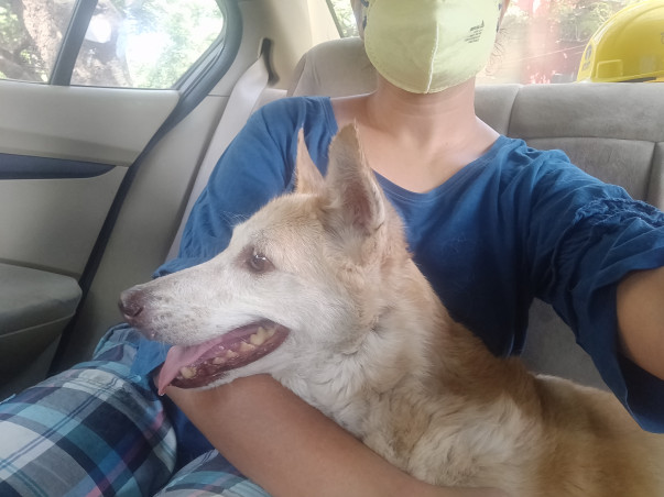 Abandoned, Senior Dog Requires Help!