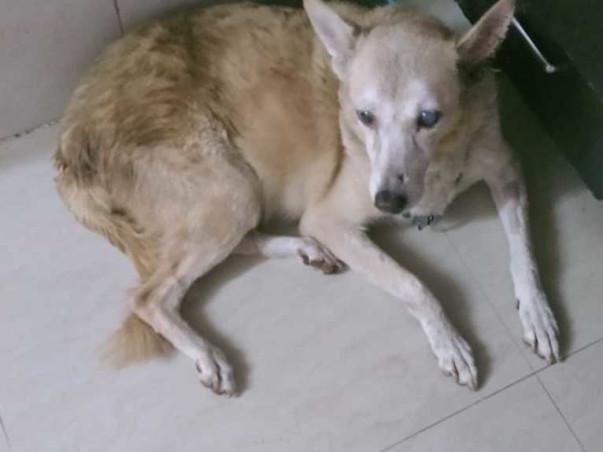 Abandoned, Senior Dog Requires Help!