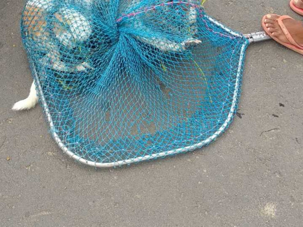 Help Us for Street Dog Sterilisation in Kalyani, Nadia, West Bengal