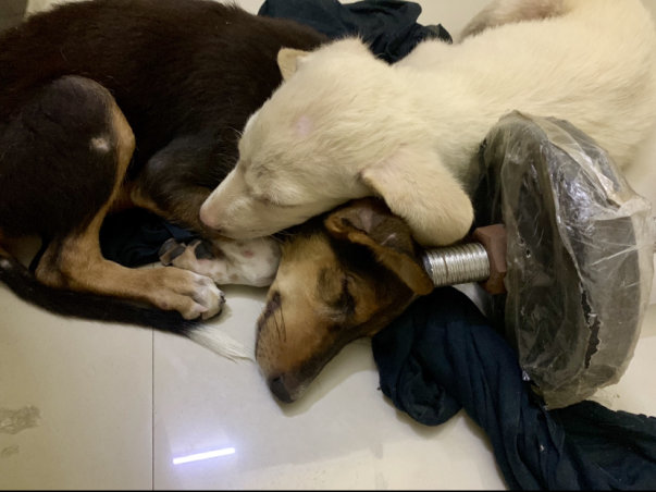 TLC for Pups