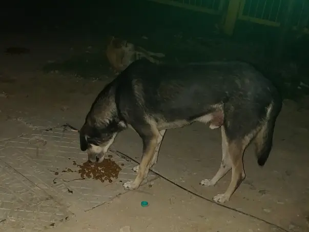 Help raising funds to feed stray animals
