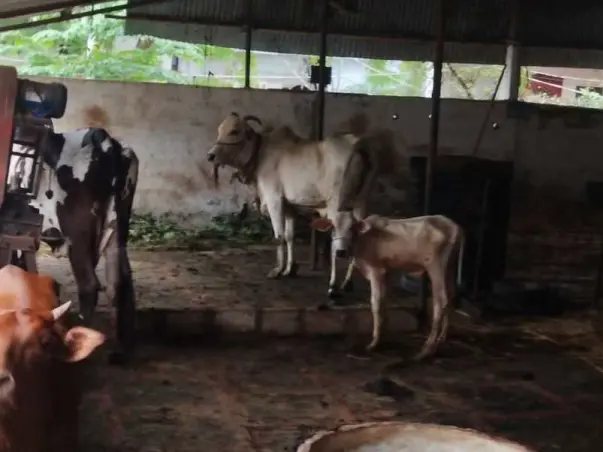 HELP FEEDING COWS DYING BECAUSE OF HUNGER